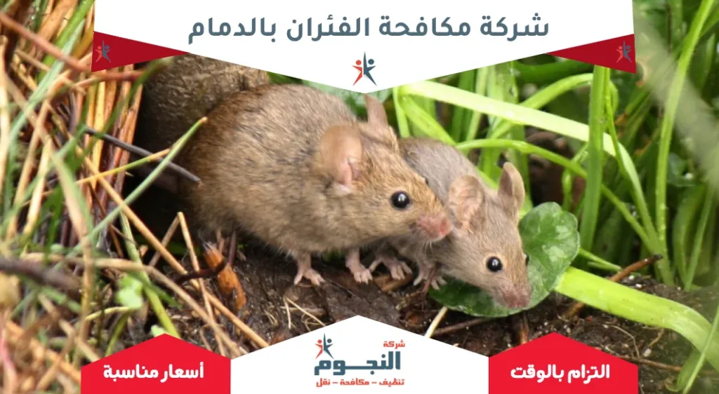 شركة مكافحة الفئران بالدمام 