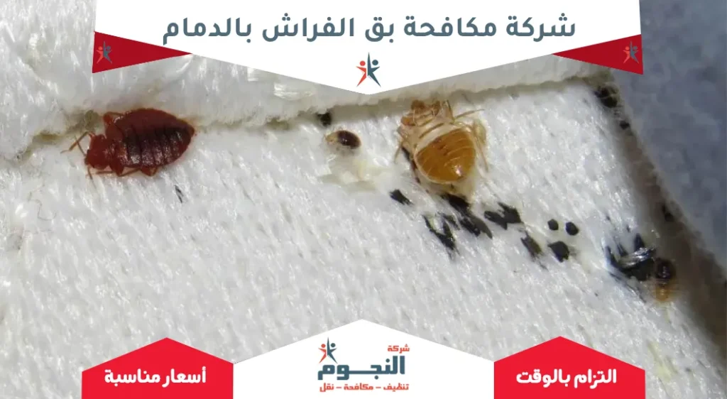 شركة مكافحة بق الفراش بالدمام 